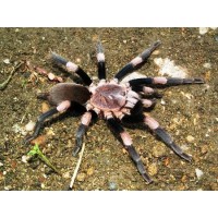 Haplocosmia himalayana- Himalayan Beauty Tarantula
